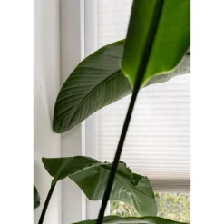 Kwantum Fenstr Dubbel Plissé Elsa Verduisterend